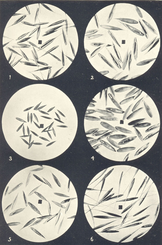 FESCUE GRASS SEEDS. Festuca duriuscula, elatior, ovina, pratensis, rubra 1912